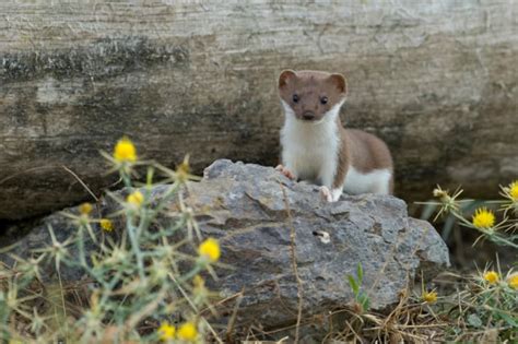 weasel village true|7 Fierce Facts About Weasels .